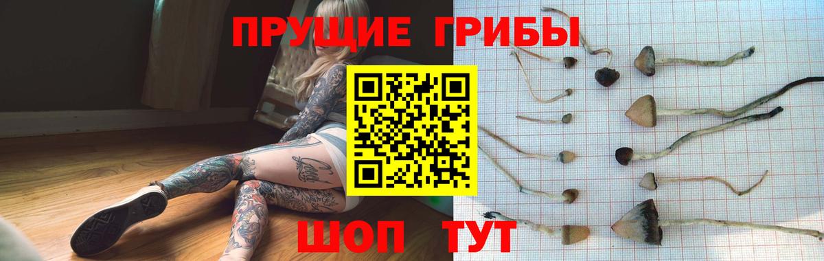 Галлюциногенные грибы Psilocybe Кинель